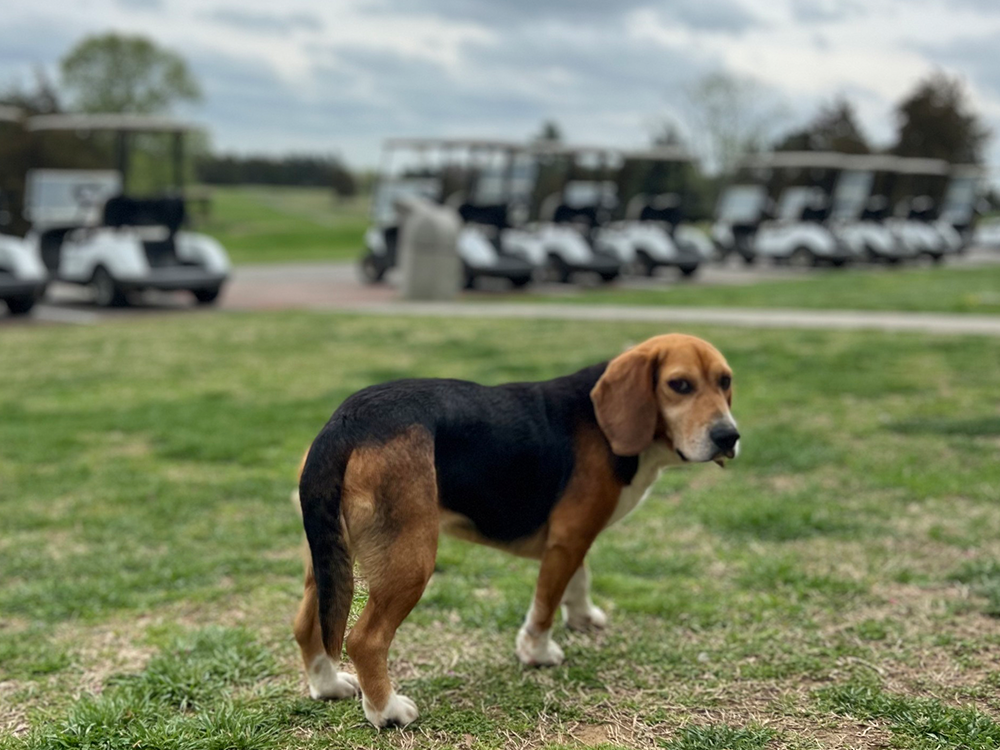 Beagle on Driving Range
